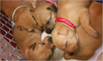 graces-pups