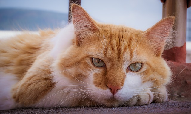 Hastings-Veterinary-Clinic-Older-Cats-Need-Love-Too-8-Reasons-for-Adopting-One